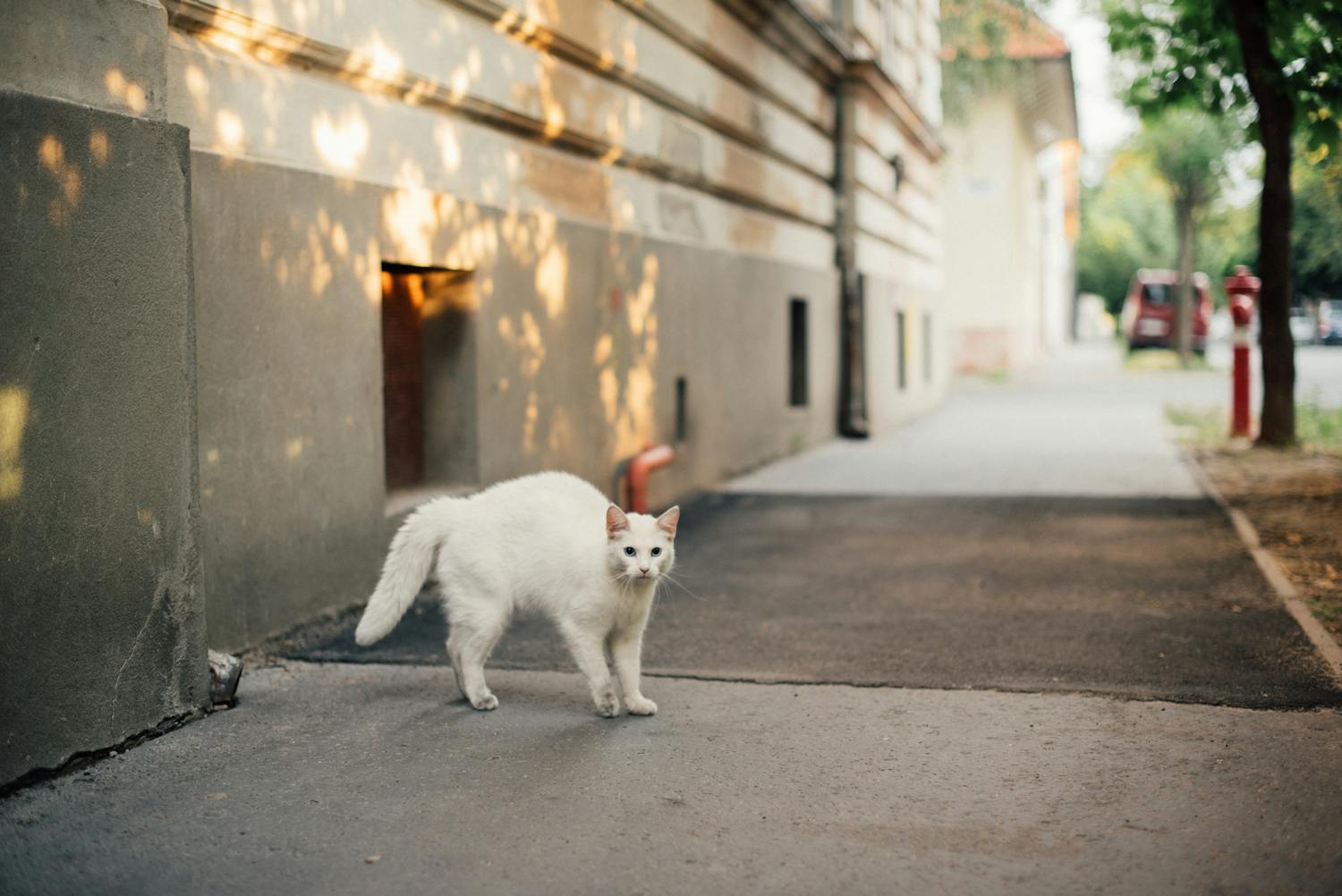 Ailurophobie : tout savoir sur la peur panique des chats