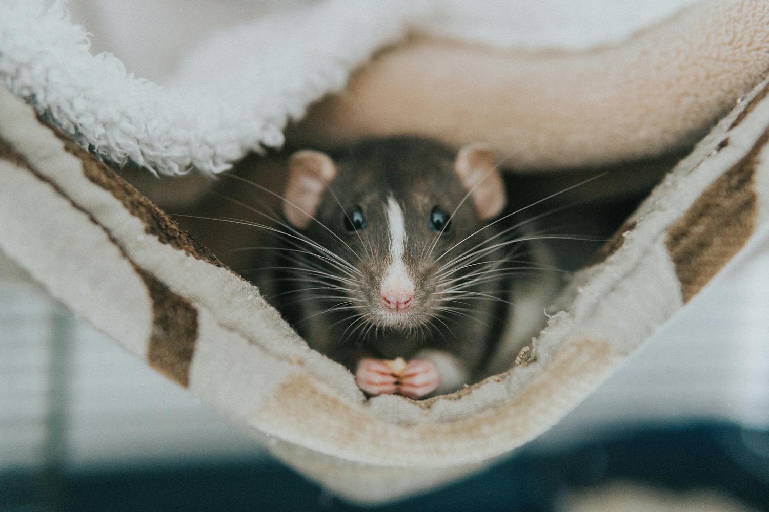 Musophobie : pourquoi avons-nous peur des rats ou des souris ?