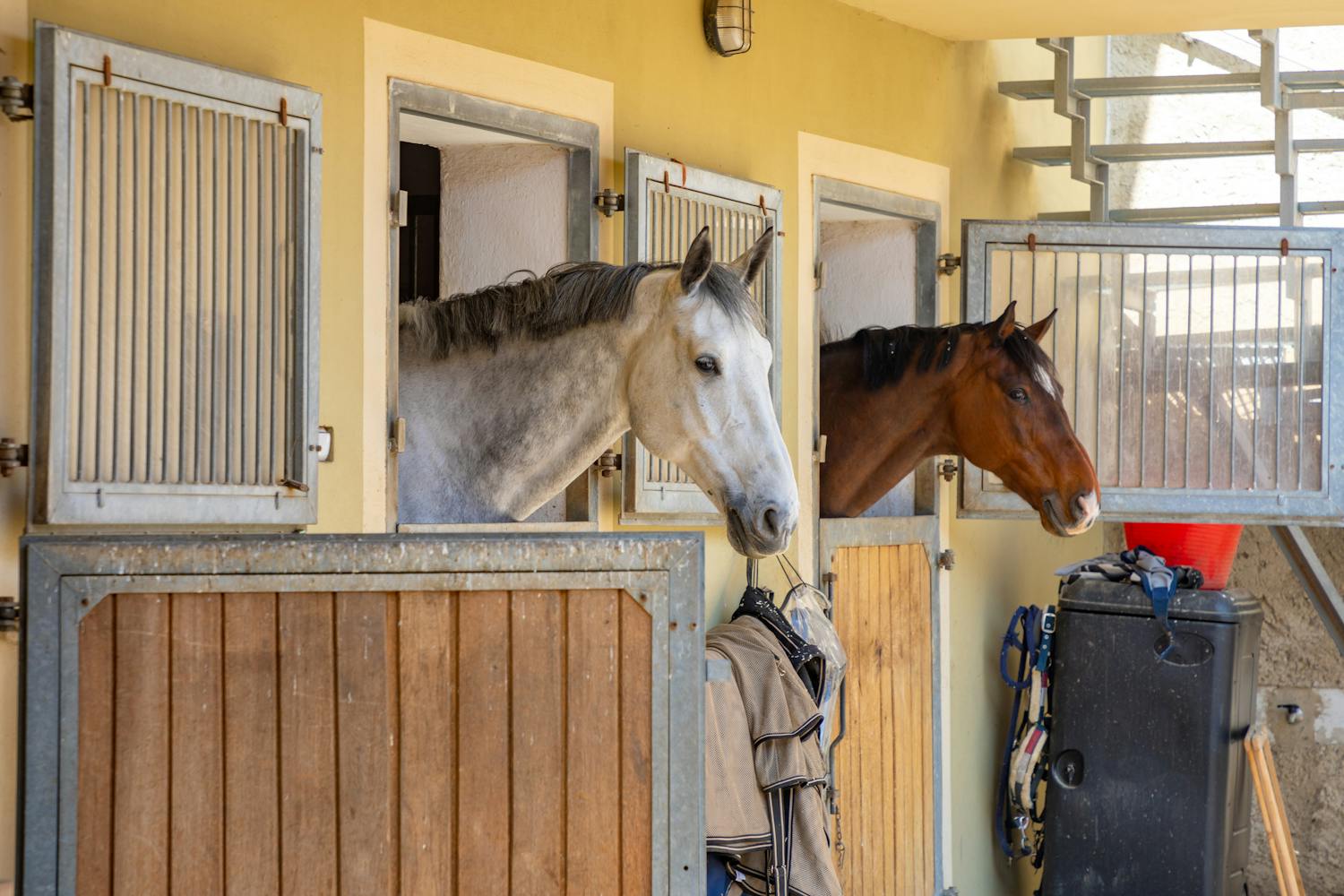 Connaissez-vous l'équinophobie, la peur panique des chevaux ?