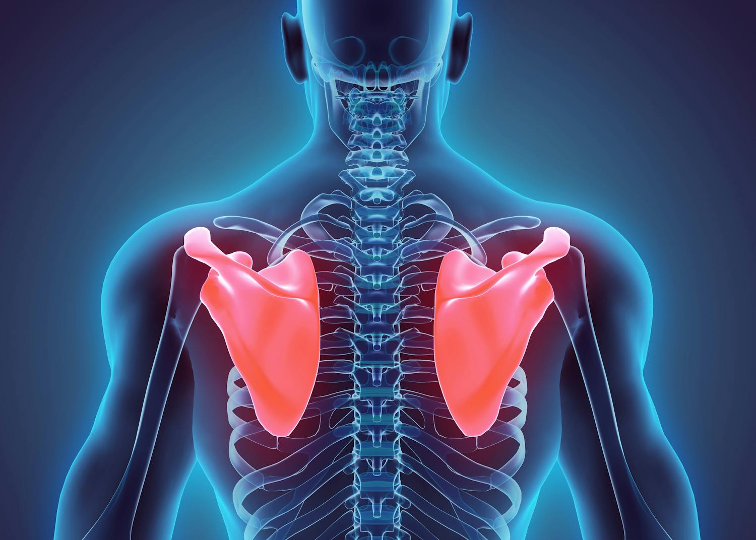 Tout savoir sur les omoplates, pour mieux préserver notre dos