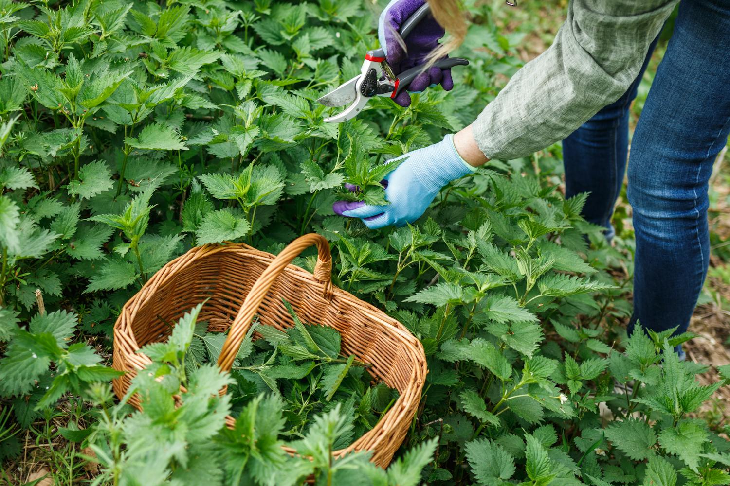 Peut-on vraiment être allergique aux orties ?